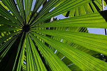 Licuala fan palm (Licuala ramsayi), Tam O'Shanter National Park, Queensland, Australia