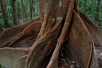 Buttress roots of giant tree in Daintree National Park, Queensland, Australia