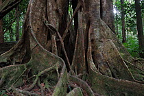 Roots of Strangler fig tree, Daintree National Park, Queensland, Australia