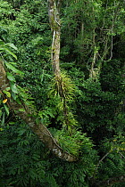 Epiphytes growing on tree in tropical forest, Daintree National Park, Queensland, Australia