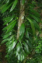 Epiphyte plant in tropical forest, Daintree National Park, Queensland, Australia