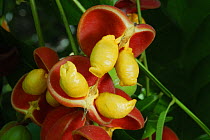 Australian tulipwood fruit (Harpullia pendula), Daintree National Park, Queensland, Australia