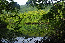 Mangrove in Daintree National Park, Queensland, Australia
