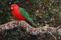 Male King parrot (Alisterus scapularis) on branch, Queensland, Australia