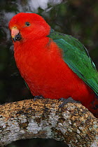 Male King parrot (Alisterus scapularis), Queensland, Australia