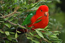 Male King Parrot (Alisterus scapularis) sitting in tree, Queensland, Australia