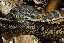 Python {Python sp}, Lamington National Park, Queensland, Australia