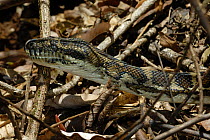 Python {Python sp}, Lamington National Park, Queensland, Australia