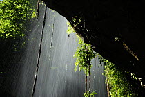 View from behind a waterfall, Rainforest, Dorringo National Park, New South Wales, Australia