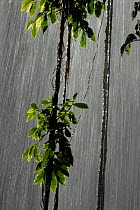 Water falling down waterfall in rainforest, Dorringo National Park, New South Wales, Australia