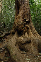 Trunk of Australian Red cedar (Toona ciliata / australis) Lamington National Park, Queensland, Australia