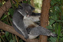 Koala (Phascolarctos cinereus) asleep on branch, Queensland, Australia