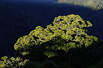Suns rays on Watkinsiana fig (Ficus watkinisiana) in rainforest, Dorringo National Park, New South Wales, Australia