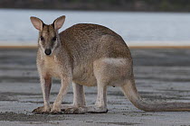 Agile wallaby (Macropus agilis) on beach, Queensland, Australia
