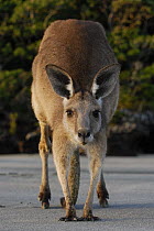 Eastern grey kangaroo (Macropus giganteus), Queensland, Australia