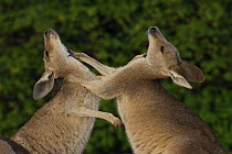 Two Eastern grey kangaroos (Macropus giganteus) boxing, Queensland, Australia