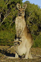Eastern grey kangaroo (Macropus giganteus), female with joey's legs sticking out of her pouch, Burrum Coast National Park, Queensland, Australia