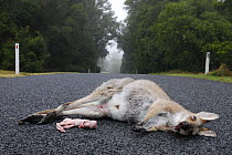 Female Red necked wallaby (Macropus rufogriseus), with joey road kill, Queensland, Australia