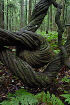 Twisted Trunk of large liana in Bunya Mountains National Park, Queensland, Australia