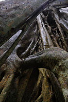 Looking up inside a strangler fig tree (Ficus watkinsiana), Bunya Mountains National Park, Queensland, Australia