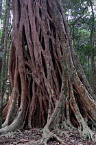 Strangler fig (Ficus watkinsiana) tree, Bunya Mountains National Park, Queensland, Australia
