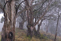 Gum tree forest (Eucalyptus) in mist, Bunys Mountains National Park, Queensland, Australia