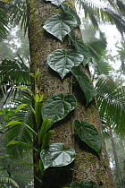 Climbing plant growing up tree trunk in rainforest, Eungella National Park, Queensland, Australia