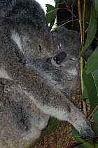Koala (Phascolarctos cinereus) mother with young asleep, Queensland, Australia