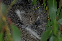 Koala (Phascolarctos cinereus) mother with young, asleep, Queensland, Australia