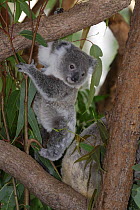 Young Koala (Phascolarctos cinereus) climbing, Queensland, Australia
