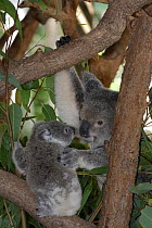 Koala (Phascolarctos cinereus) mother with young, Queensland, Australia