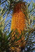 Flower of Banksia seed tree (Banksia integrifolia)  Queensland, Australia