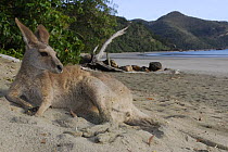 Eastern grey kangaroo (Macropus giganteus) resting on beach, Queensland, Australia