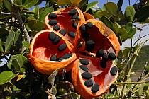 Giant fruit in Cape Hillsborough National Park, Queensland, Australia