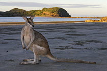 Agile wallaby (Macropus agilis) on beach, Queensland, Australia