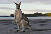 Agile wallaby (Macropus agilis), Queensland, Australia