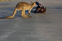 Eastern Grey Kangaroo (Macropus giganteus) looking at photographer, Cape Hillsborough National Park, Queensland, Australia