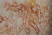 Aboriginal rock painting, Art Gallery Cave, Carnarvon National Park, Queensland, Australia. The painting is believed to me more than 2000 years old and shows hands, boomerangs, emu feet and rock walla...