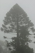 Bunya pine tree (Araucaria bidwillii) silhouetted in mist, Bunya Mountains National Park, Queensland, Australia