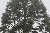 Bunya pine tree (Araucaria bidwillii) silhouettedin mist, Bunya Mountains National Park, Queensland, Australia