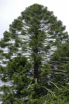 Bunya pine tree (Araucaria bidwillii) Bunya Mountains National Park, Queensland, Australia