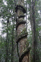 Liana climbing up trunk in rainforest, Lamington National Park, Queensland, Australia