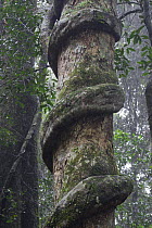 Liana winding up trunk in rainforest, Lamington National Park, Queensland, Australia