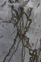 Squiggle marks on bark of Gum tree, Queensland, Australia