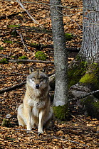 Wolf (Canis lupus) sitting by tree, Bayerischer Wald National Park, Germany, Captive