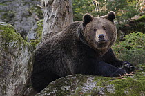 European brown bear (Ursus arctos), Bayerischer Wald National Park, Germany, Captive