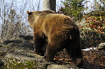 European brown bear (Ursus arctos) rear view walking away, Bayerischer Wald National Park, Germany, Captive
