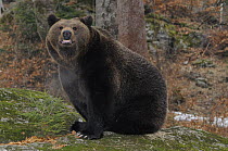 European brown bear portrait (Ursus arctos), Bayerischer Wald National Park, Germany, Captive