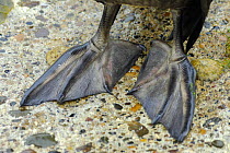 Shag (Phalacrocorax aristotelis), close-up of webbed feet, Shetland Islands, Scotland, UK