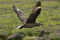 Great Skua (Catharacta / Stercorarius skua) in flight, Shetland Islands, Scotland, UK